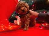 Red Brown Toy Poodle 