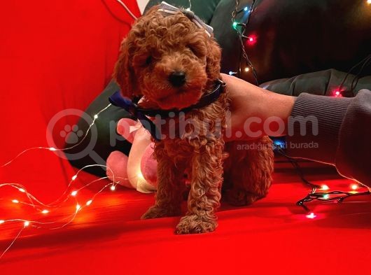 Red Brown Toy Poodle  görsel