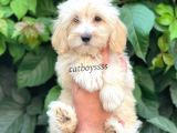 Sevimli Pofuduk Dişi Maltipoo Bebeğimiz