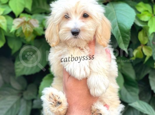 Sevimli Pofuduk Dişi Maltipoo Bebeğimiz görsel