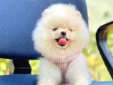 Ayıcık Sevimli Pomeranian Boo Bebekler