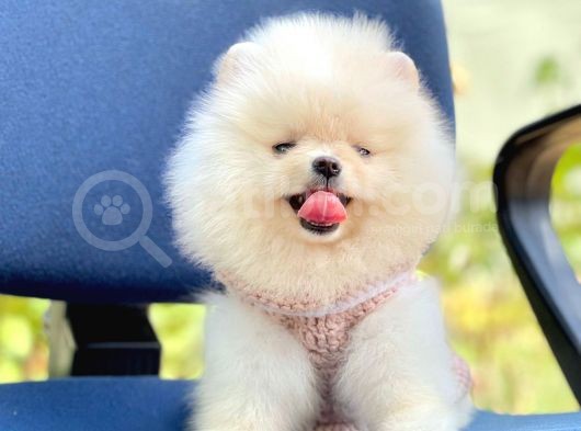 Ayıcık Sevimli Pomeranian Boo Bebekler görsel