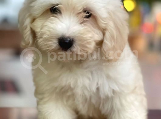Dişi Ve Erkek Beyaz Maltipoo Yavrularımız görsel