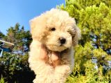 Apri̇kot Toy Poodle Yavrularimiz