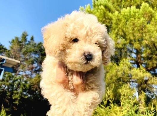 Apri̇kot Toy Poodle Yavrularimiz görsel