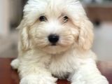 Dişi Ve Erkek Beyaz Maltipoo Yavrularımız
