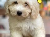 Dişi Ve Erkek Beyaz Maltipoo Yavrularımız