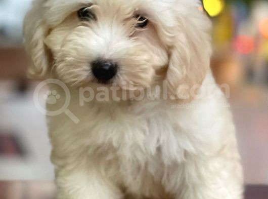 Dişi Ve Erkek Beyaz Maltipoo Yavrularımız görsel