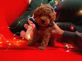 RED BROWN TOY POODLE 