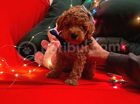 Red Brown Toy Poodle 