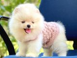 Ayıcık Sevimli Pomeranian Boo Bebekler