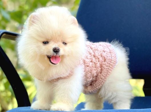 Ayıcık Sevimli Pomeranian Boo Bebekler görsel