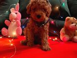 Red Brown Toy Poodle 