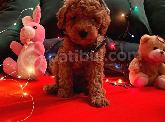 Red Brown Toy Poodle  görsel