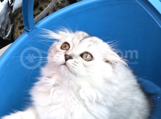 Scotish Longhair Silver görsel