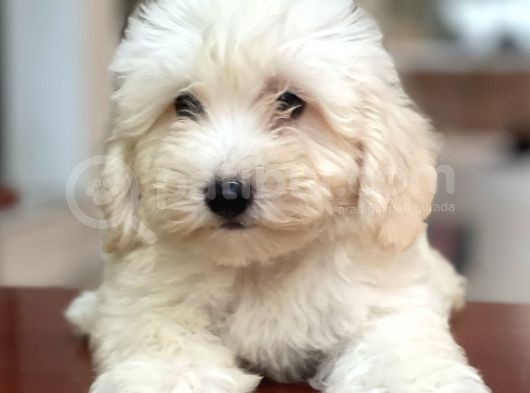 Dişi Ve Erkek Beyaz Maltipoo Yavrularımız görsel