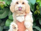 Sevimli Pofuduk Dişi Maltipoo Bebeğimiz