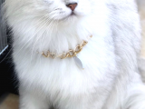 British Longhair Silver Erkek
