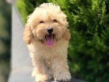 Renkli  Terrier Degil Gercek Maltipoo Arayanlara