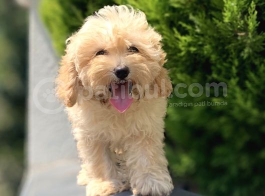 Renkli  Terrier Degil Gercek Maltipoo Arayanlara görsel