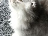 Scotish Longhair Silver