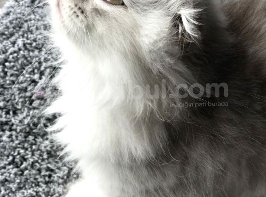 Scotish Longhair Silver görsel