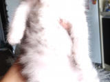 Scotish Longhair Silver
