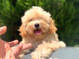 Renkli  Terrier Degil Gercek Maltipoo Arayanlara
