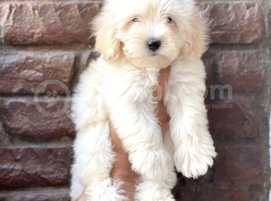 Sevimli Beyaz Maltipoo Yavrularımız