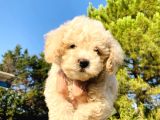 Apri̇kot Toy Poodle Yavrularimiz