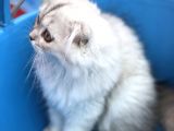 Scotish Longhair Silver