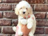 Sevimli Beyaz Maltipoo Yavrularımız