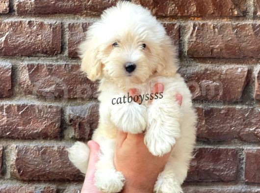 Sevimli Beyaz Maltipoo Yavrularımız görsel