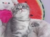 Safkan Asili Karneli Blue Silver Tabby Rengi