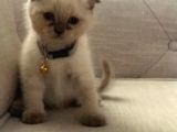 Scottish Fold Ve Straight 2 Aylık Yavrular