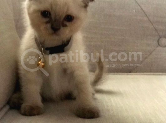 Scottish Fold Ve Straight 2 Aylık Yavrular görsel