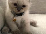 Scottish Fold ve Straight 2 Aylık Yavrular