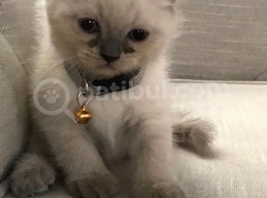 Scottish Fold Ve Straight 2 Aylık Yavrular