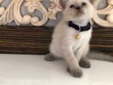 Scottish Fold Ve Straight 2 Aylık Yavrular