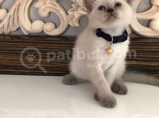 Scottish Fold Ve Straight 2 Aylık Yavrular görsel