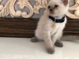 Scottish Fold Ve Straight 2 Aylık Yavrular