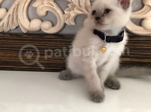Scottish Fold Ve Straight 2 Aylık Yavrular görsel