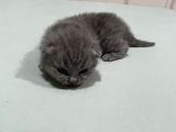 Scottish Fold Ve Straight 2 Aylık Yavrular
