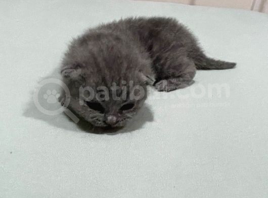 Scottish Fold Ve Straight 2 Aylık Yavrular görsel