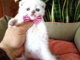 Scottish Fold Yavrular