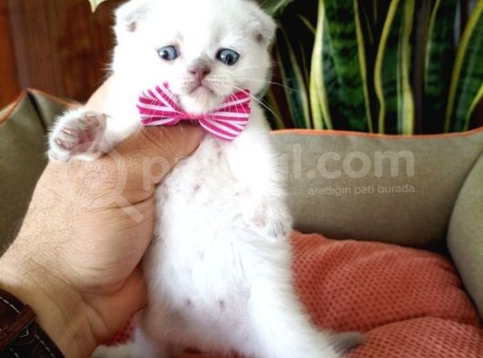 Scottish Fold Yavrular
