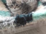 3 Aylık British Longhair Erkek Yavrumuzu Sahiplendiriyoruz
