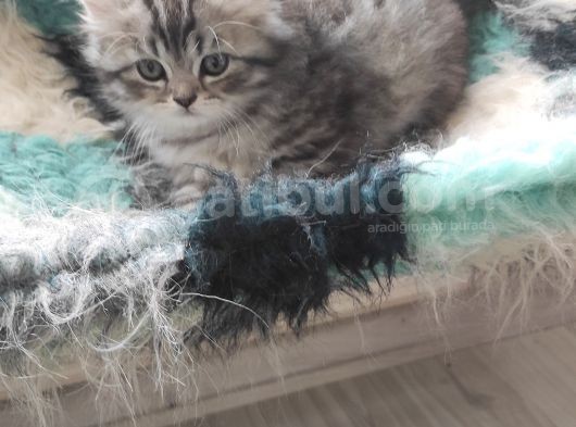 3 Aylık British Longhair Erkek Yavrumuzu Sahiplendiriyoruz görsel