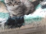 3 Aylık British Longhair Erkek Yavrumuzu Sahiplendiriyoruz