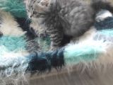 3 Aylık British Longhair Erkek Yavrumuzu Sahiplendiriyoruz